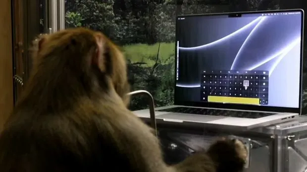 pager monkey uses keyboard with its thoughts neuralink